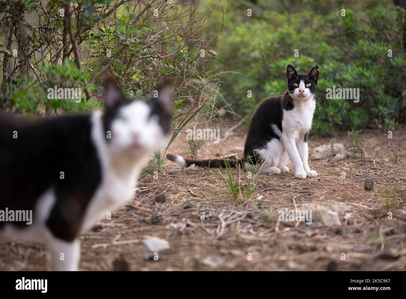 due gatti randagi in tuxedo bianco e nero all'aperto a maiorca, spagna Foto Stock