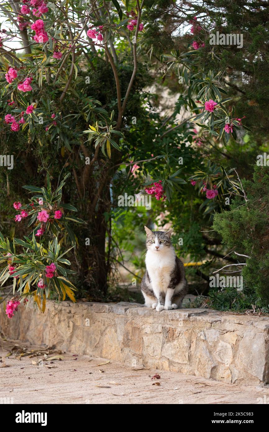 tabby bianco gatto randagio con l'orecchio capovolto seduto sulla parete bassa o murale accanto alla pianta fioritura a mallorca, spagna Foto Stock