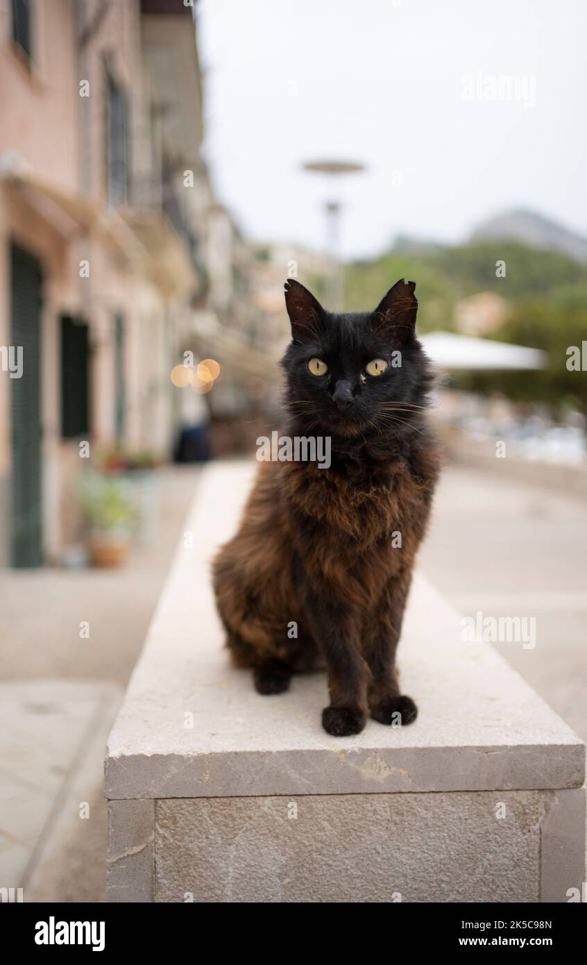 gatto nero lanuginoso con orecchie a punta seduto in muratura bassa a port de soller, maiorca, spagna Foto Stock
