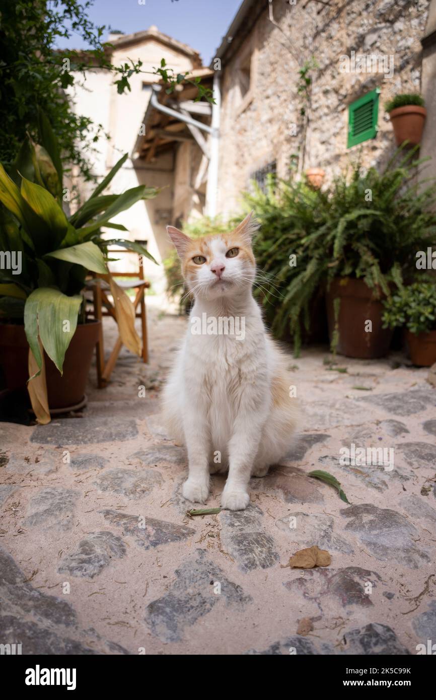 zenzero gatto bianco seduto all'aperto di fronte a casa a mallorca, spagna Foto Stock