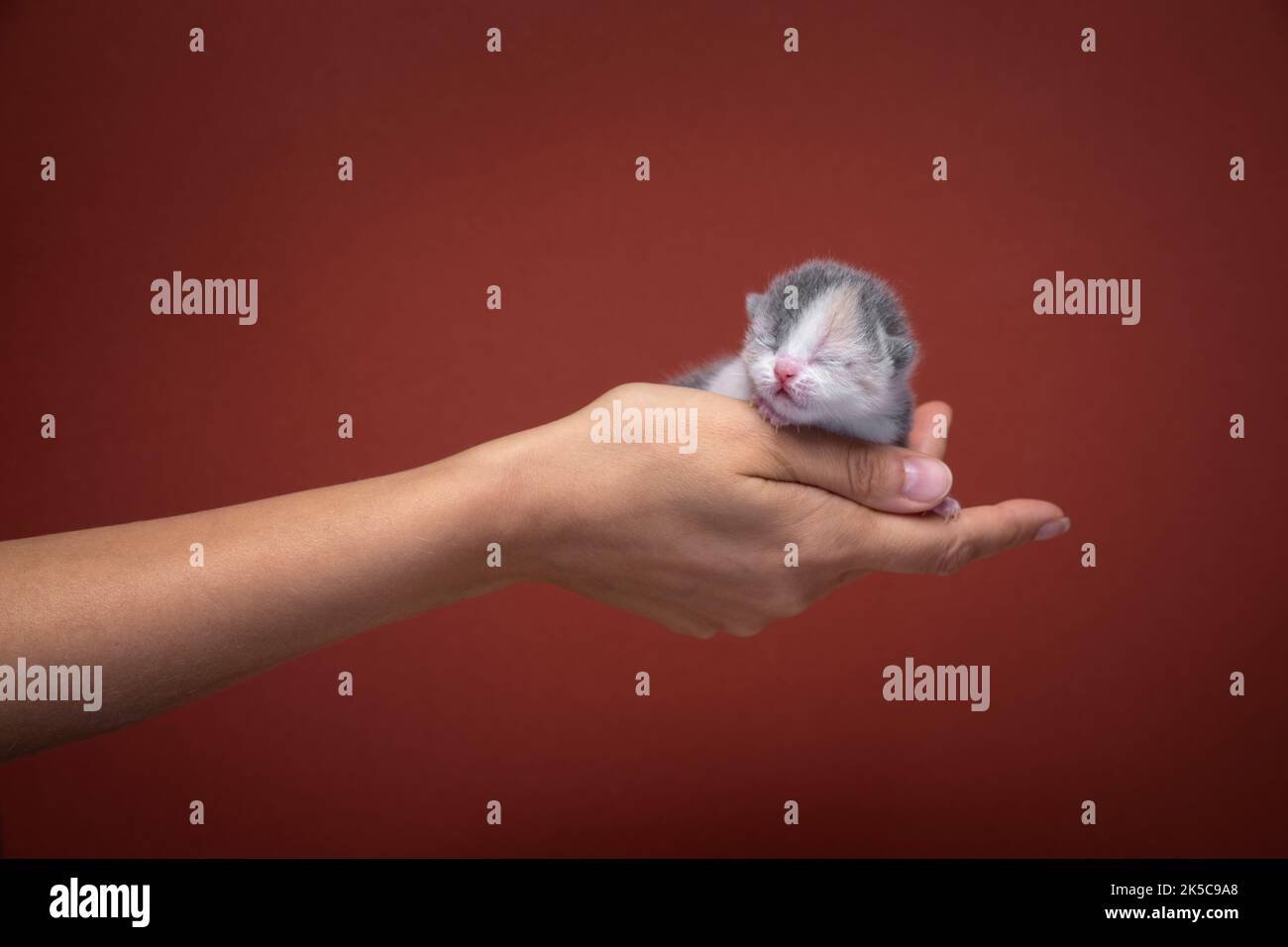 mano femmina che tiene gattino neonato su sfondo rosso con spazio copia Foto Stock