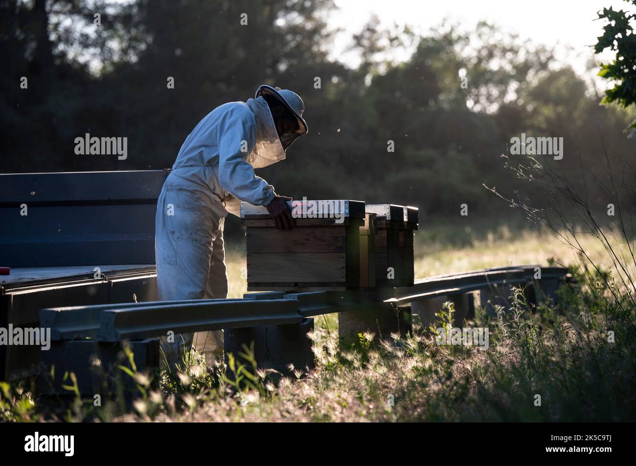 Apicoltore che mette gli alveari in una nuova posizione. Foto Stock