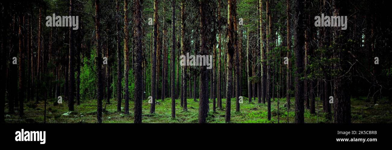Tronchi di alberi in una foresta di abeti con pavimento verde Foto Stock