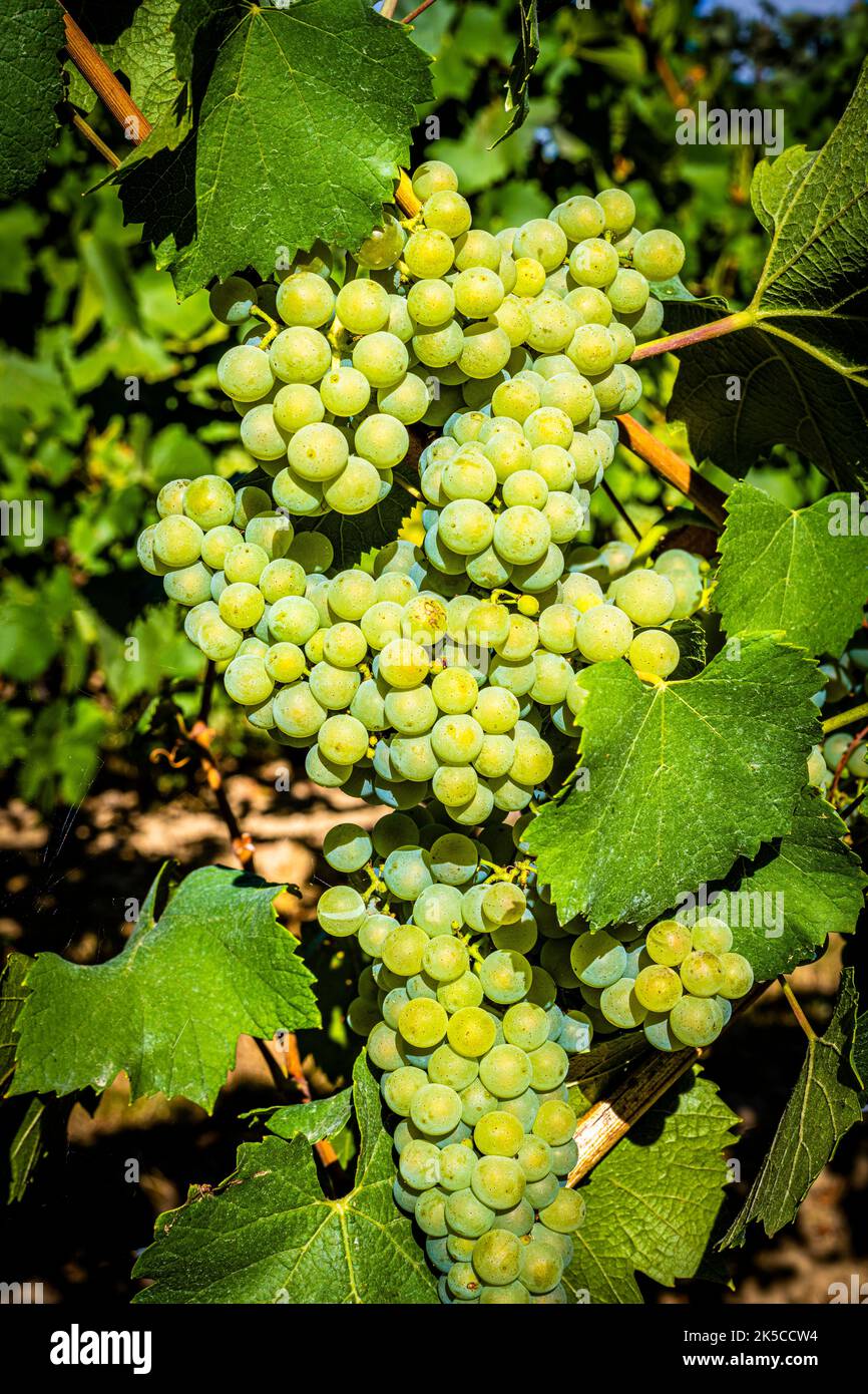 uva su vite circondata da foglie di vite, bacche quasi mature su panicola di uva, Foto Stock
