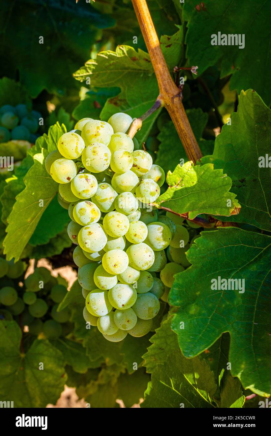 uva su vite circondata da foglie di vite, bacche quasi mature su panicola di uva, Foto Stock