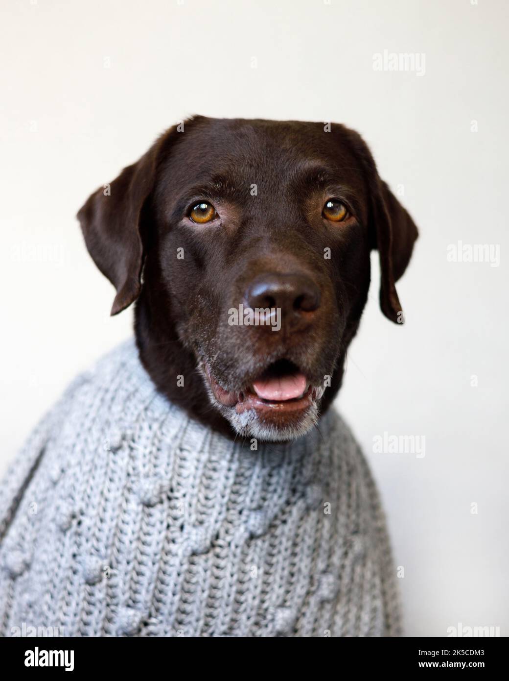 Rifatti con bocca aperta in un maglione grigio Foto Stock