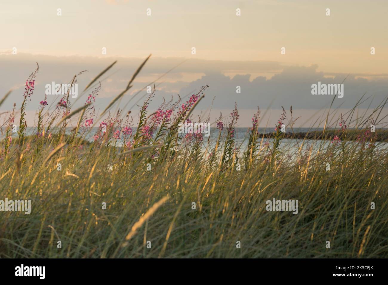 Piante alla luce del sole, mare sullo sfondo, mar baltico Foto Stock