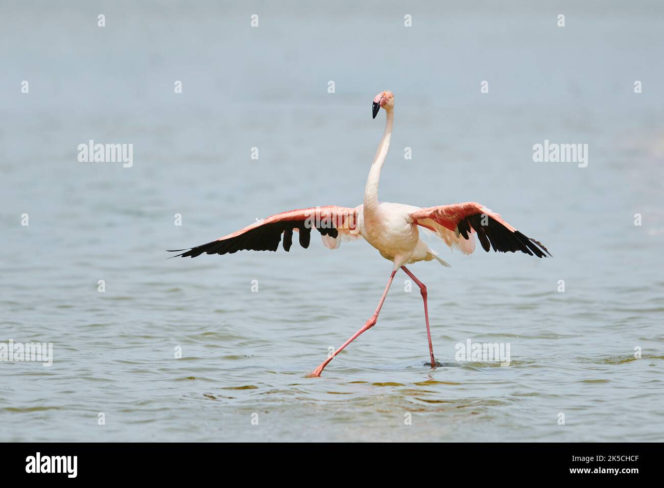 Fenicottero rosa (Phoenicopterus roseus), atterraggio, laterale, Camargue, Francia, Europa Foto Stock