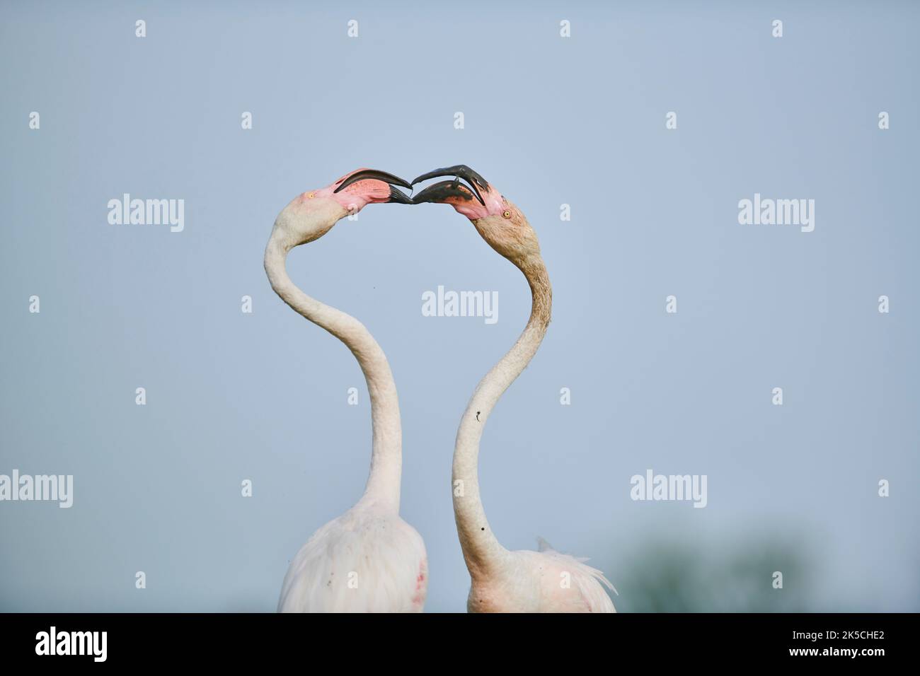 Fenicottero rosa (Phoenicopterus roseus), quareling, laterale, Camargue, Francia, Europa Foto Stock