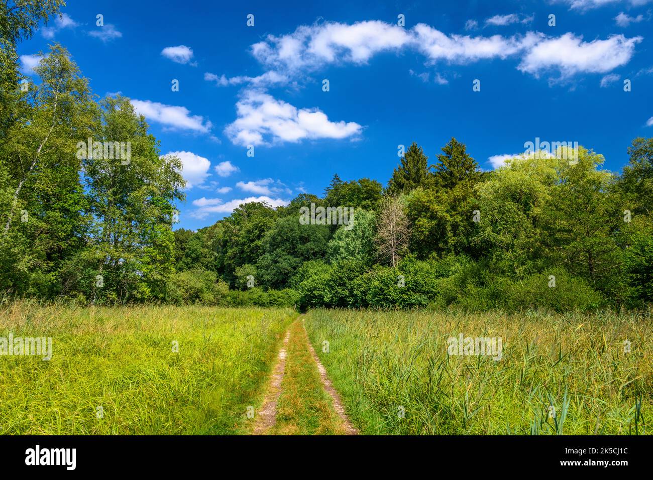 Germania, Baviera, contea di Starnberg, Bachern am Wörthsee, Bacherner Moos Foto Stock