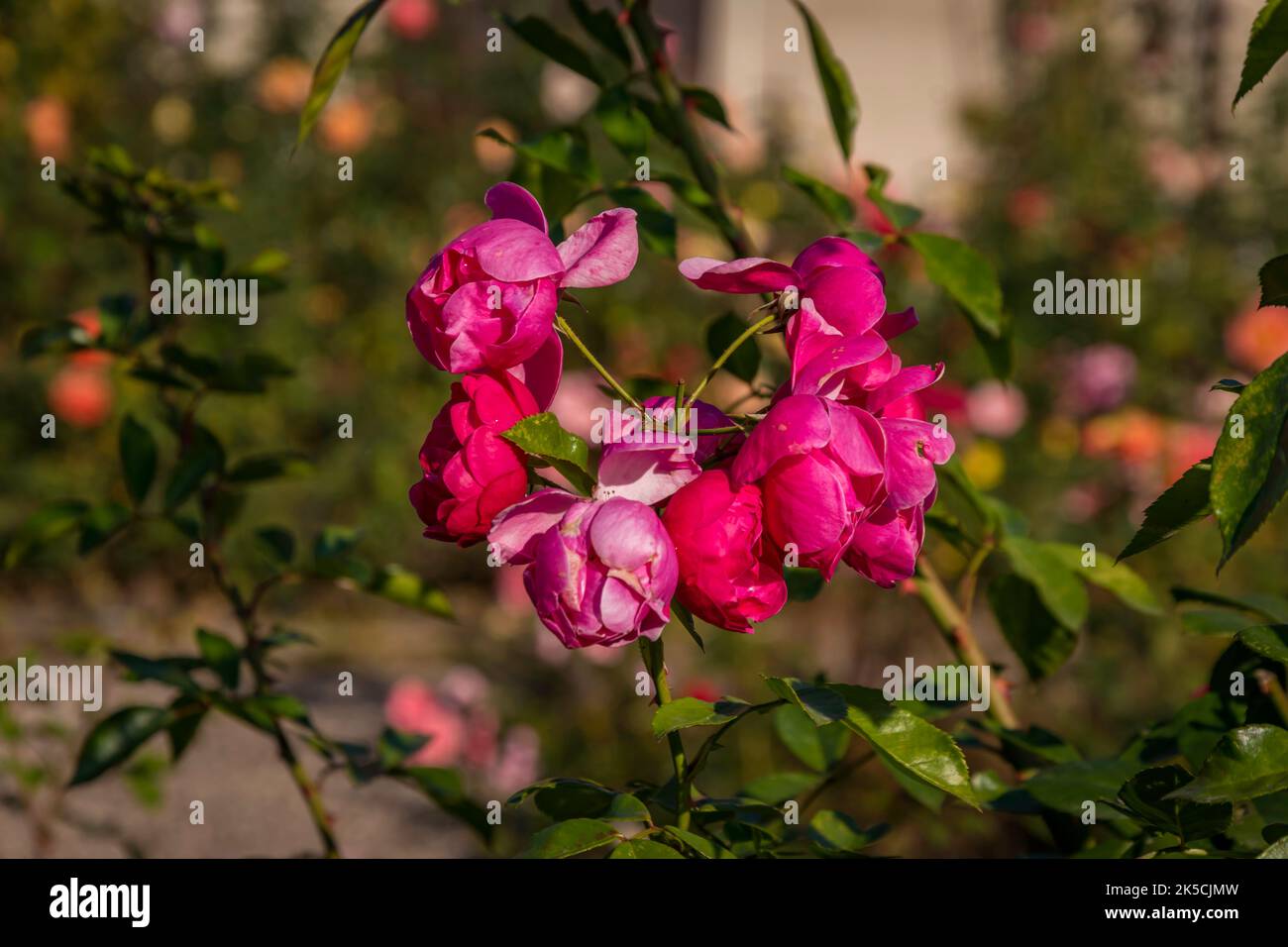 Palac Kozłówka, Palazzo Kozlowka, Polonia Foto Stock