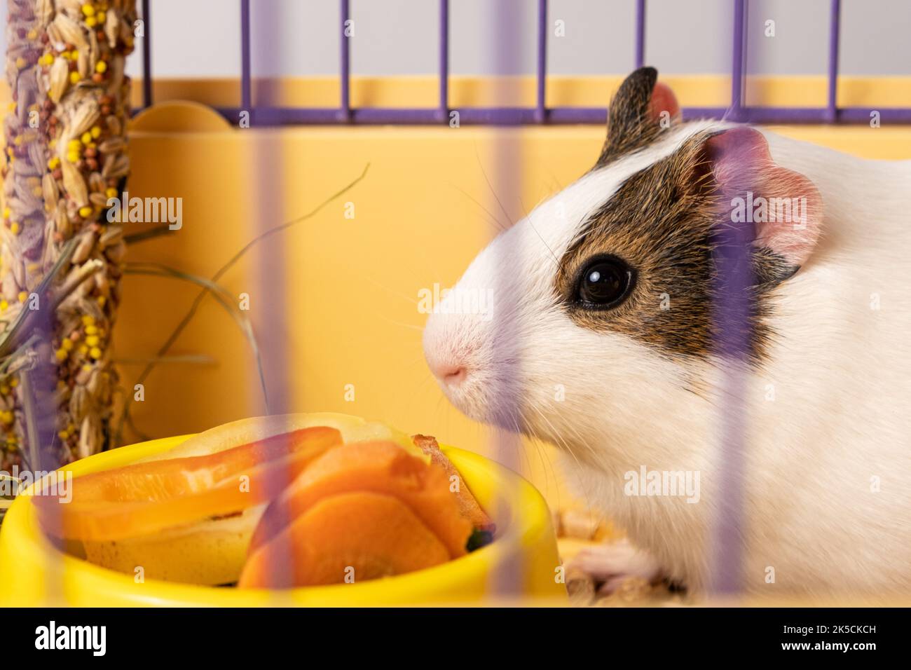 Un carino porcellino d'India siede in una gabbia vicino ad un alimentatore con verdure. Foto Stock
