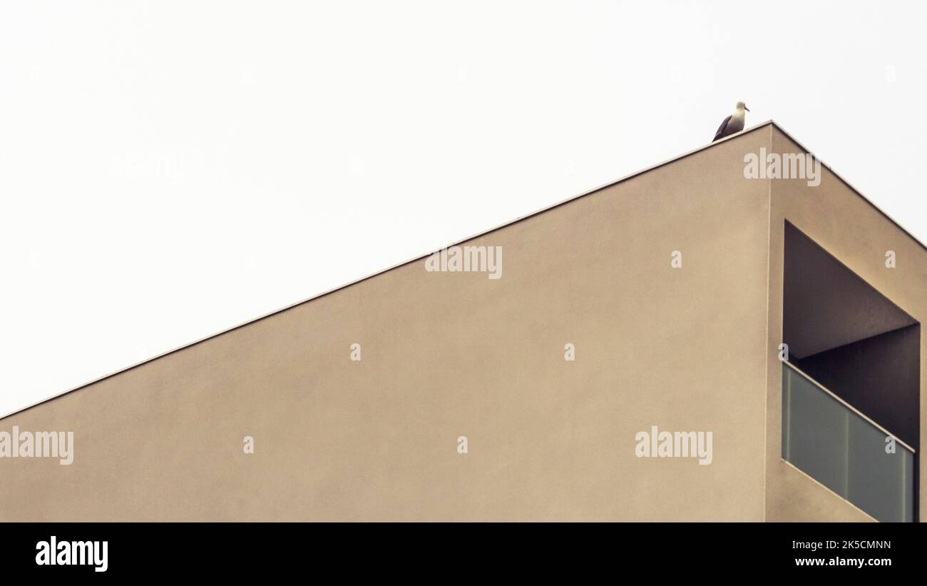 Colomba su costruzione a Narbonne. Foto Stock