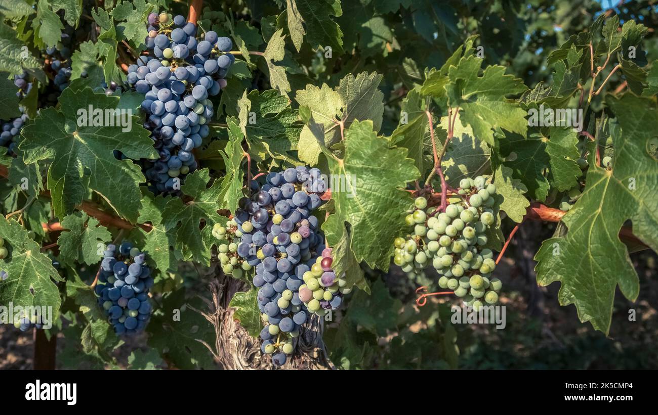 Uve rosse sul vitigno vicino Fleury d'Aude in estate. Foto Stock