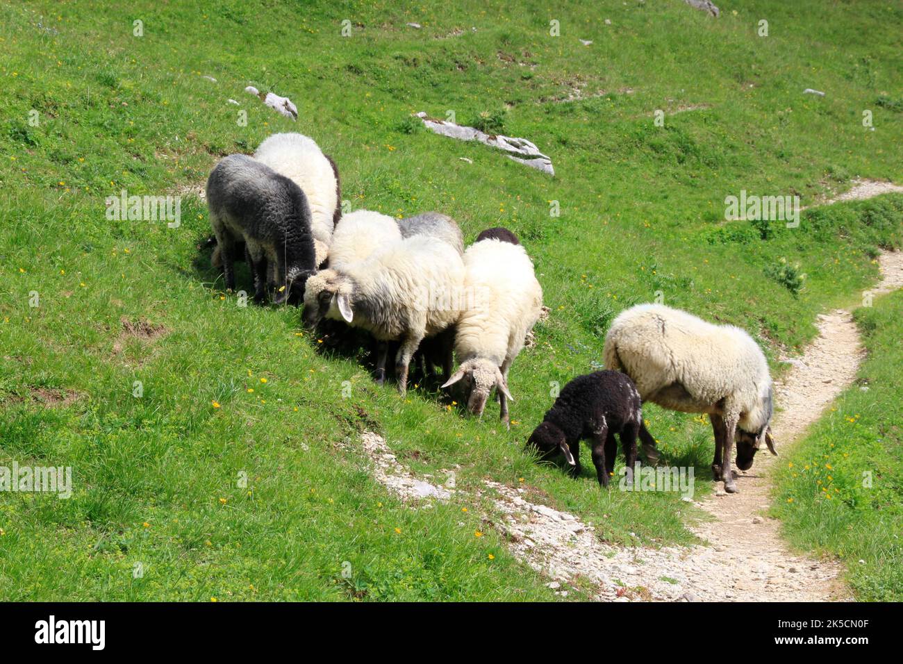 Estate, atmosfera estiva nel Puittal in montagna Wetterstein, Tirolo, pecore di montagna, pecore sul sentiero Foto Stock