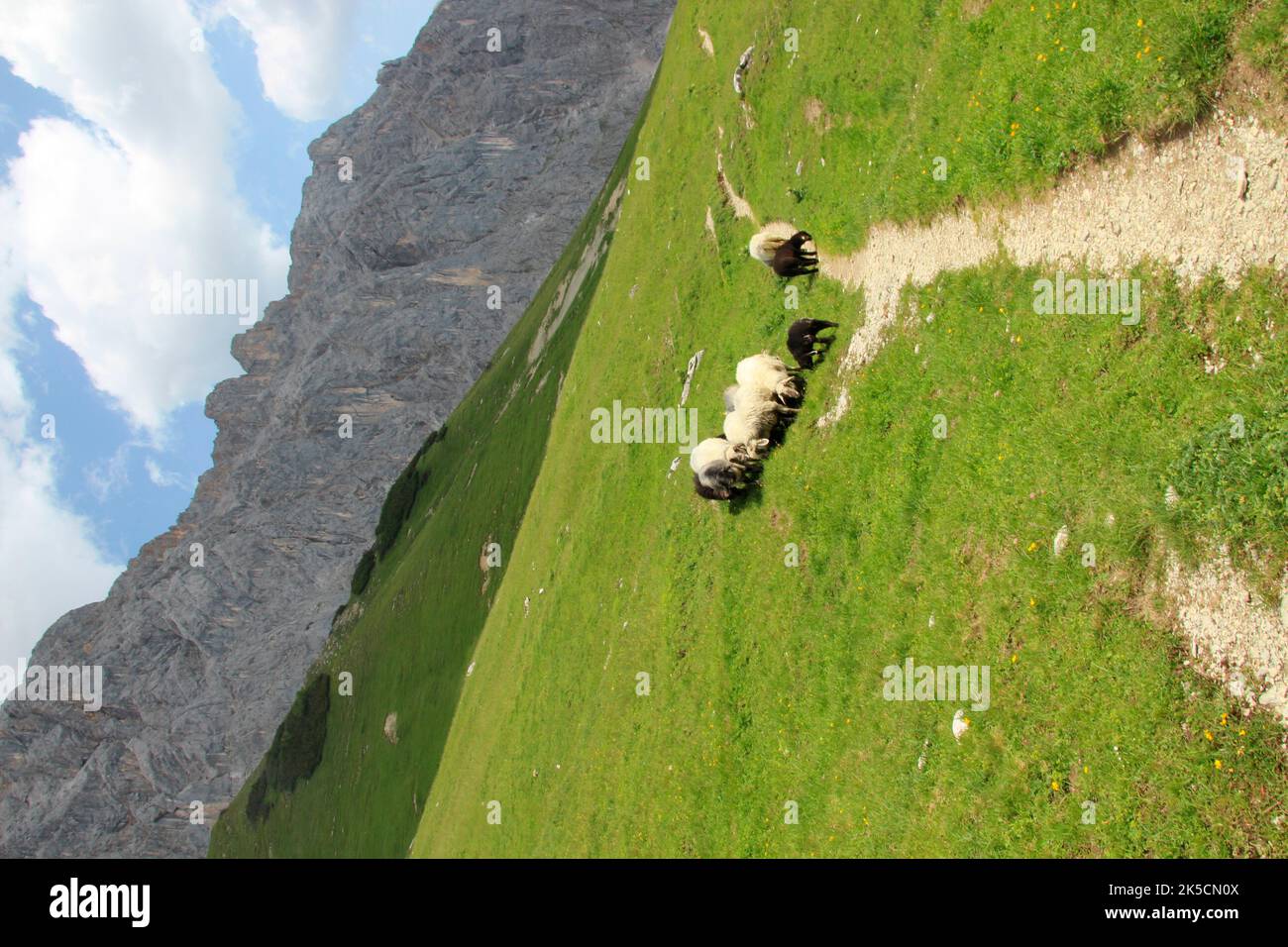 Estate, atmosfera estiva nel Puittal in montagna Wetterstein, Tirolo, pecore di montagna, pecore sul sentiero Foto Stock