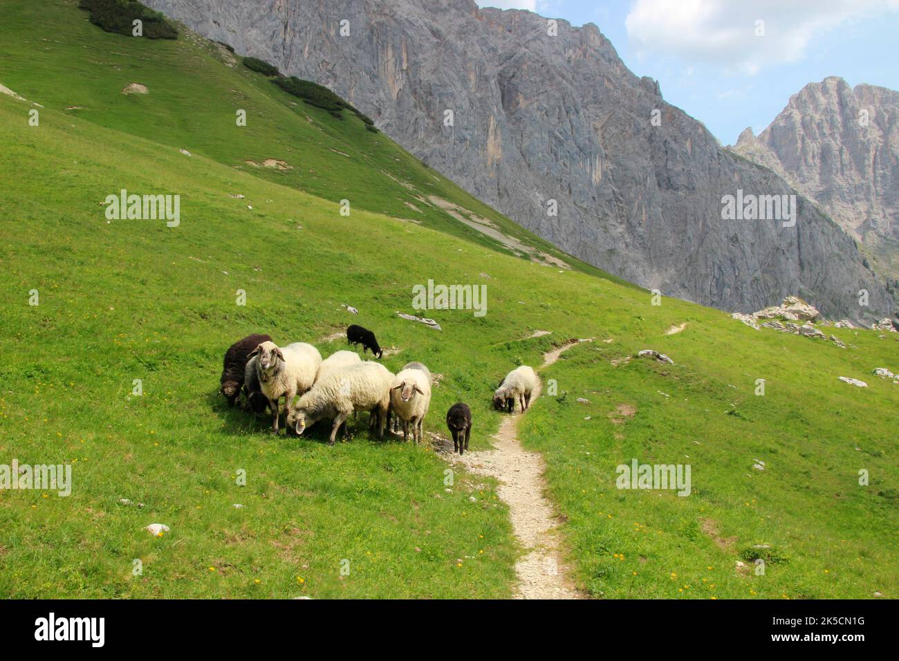 Estate, atmosfera estiva nel Puittal in montagna Wetterstein, Tirolo, pecore di montagna, pecore sul sentiero Foto Stock
