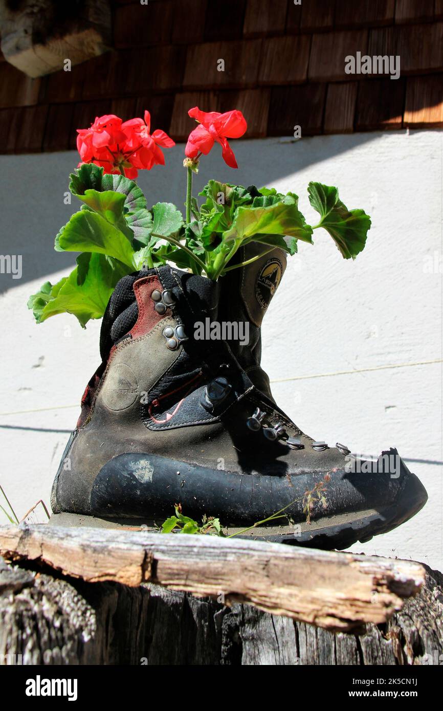 Geranio piantato montagna scivola su Gehrenalpe 1610m, alp, Wängle vicino a Reutte in Tirolo, Austria, Europa Foto Stock