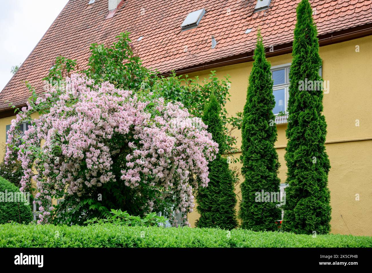 Kolkwitzia (Kolkwitzia amabilis) o arbusto madreperla, del genere Kolkwitzia, famiglia delle capriole (Caprifoliaceae). Foto Stock