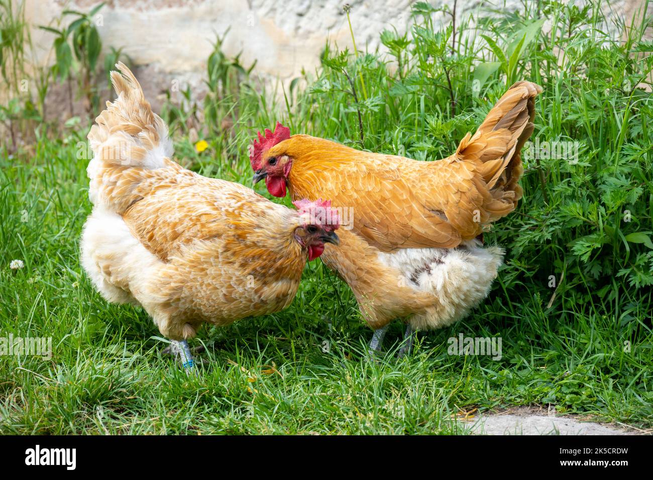 Pollame domestico (gallus gallus domesticus). Foto Stock