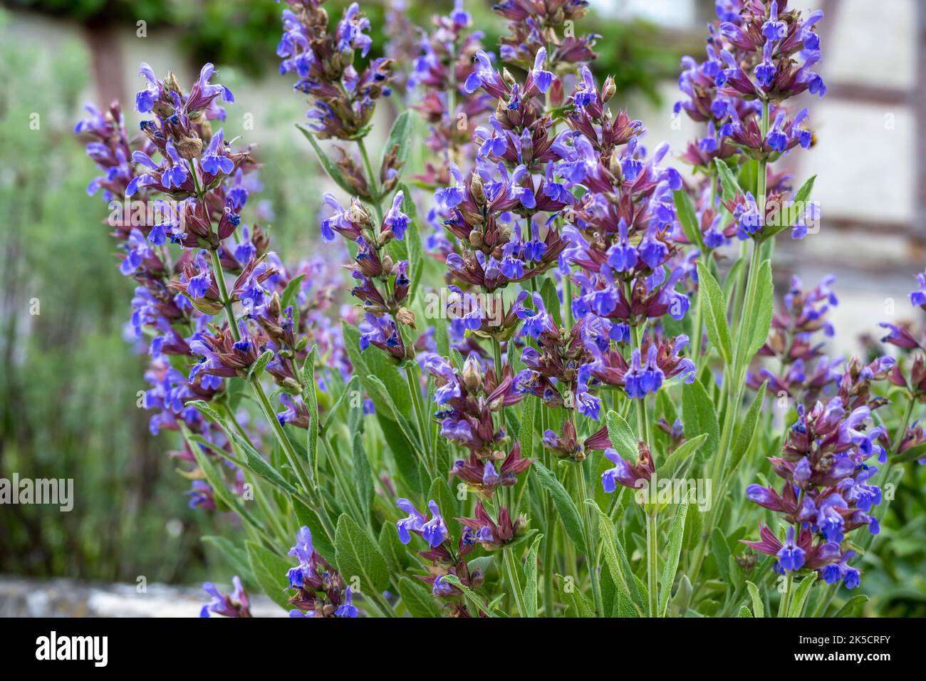 Labiatae lamiaceae family immagini e fotografie stock ad alta ...