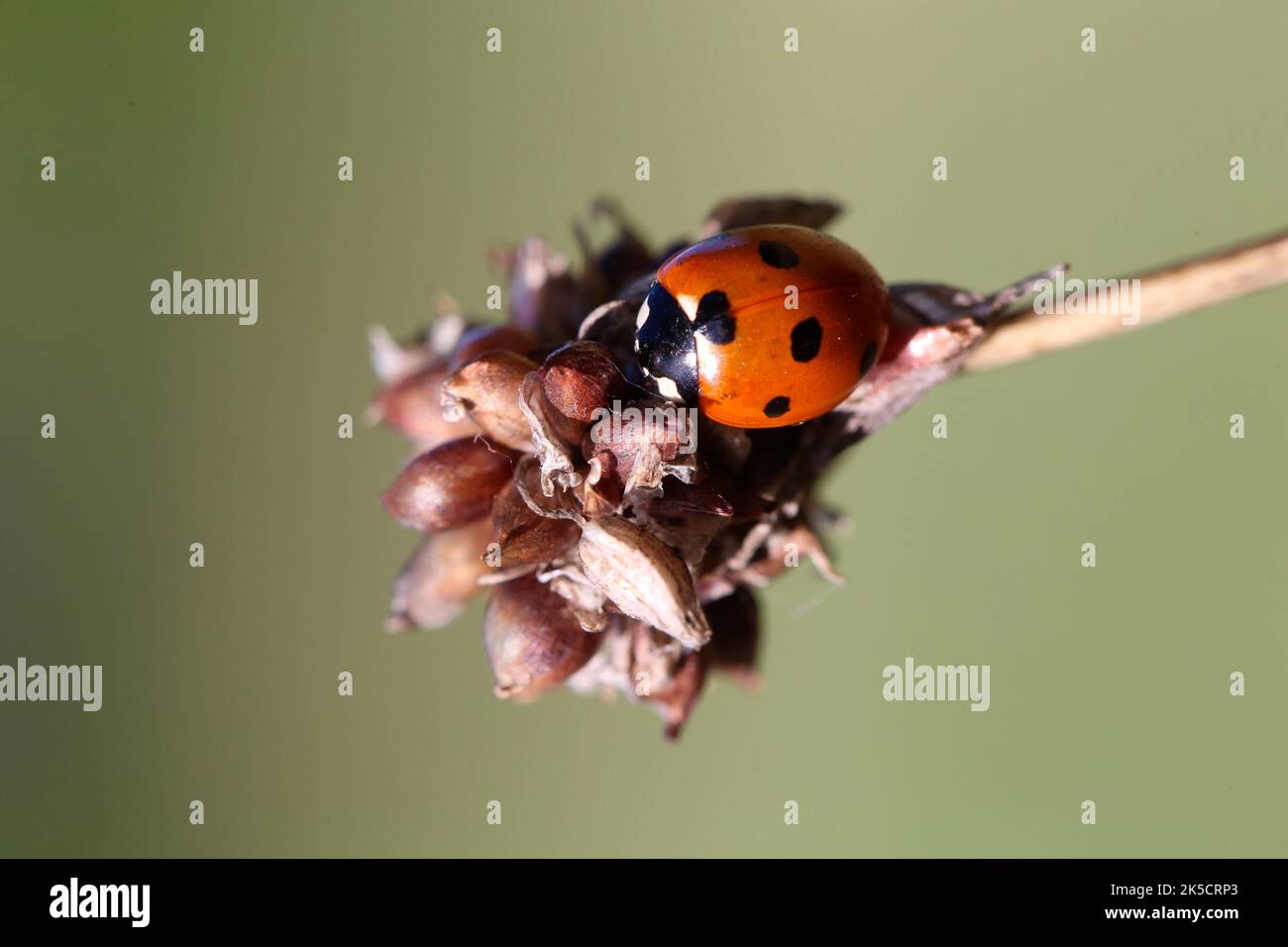 Falso aglio (Allium vineale) con sette-spot ladybug (Coccinella settempunctata). Foto Stock