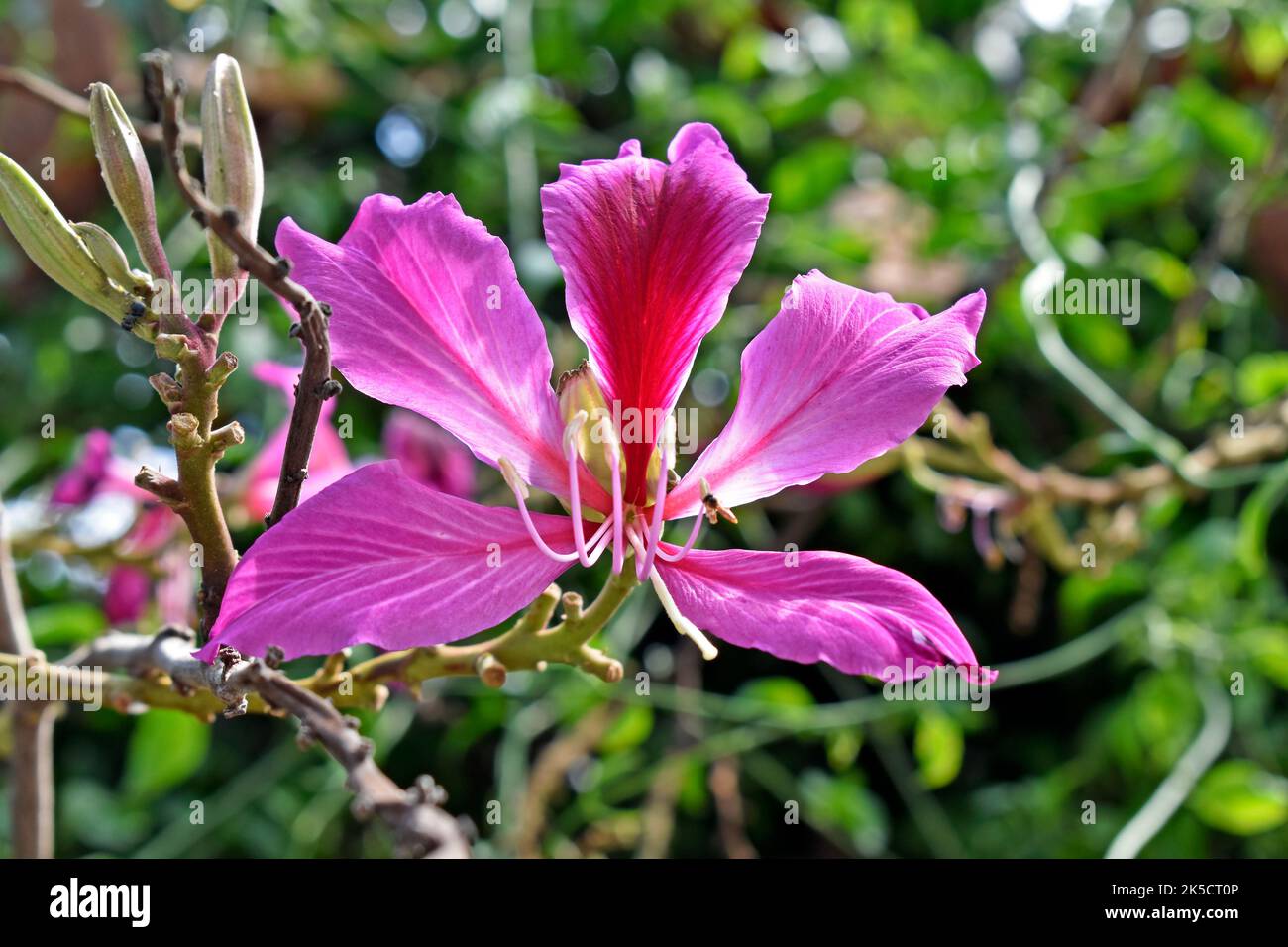 Orchidea rosa fiore (Bauhinia variegata), Rio Foto Stock