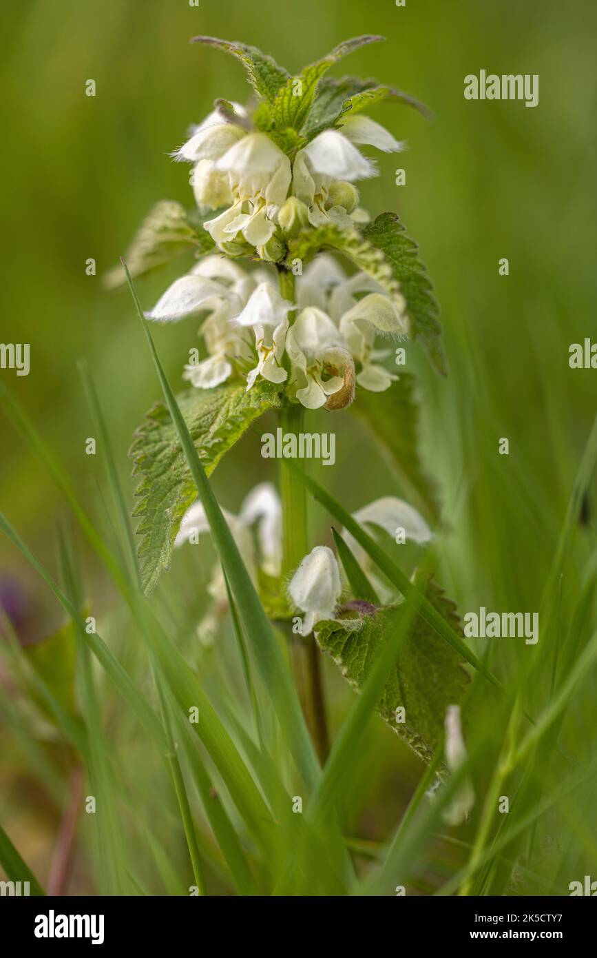 Deadortle bianco, primo piano Foto Stock