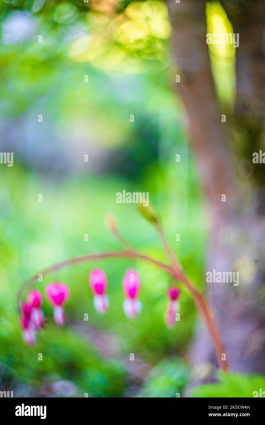 Giardino paesaggio, piante, sfocatura, bokeh, sognante, sfondo dalla natura Foto Stock