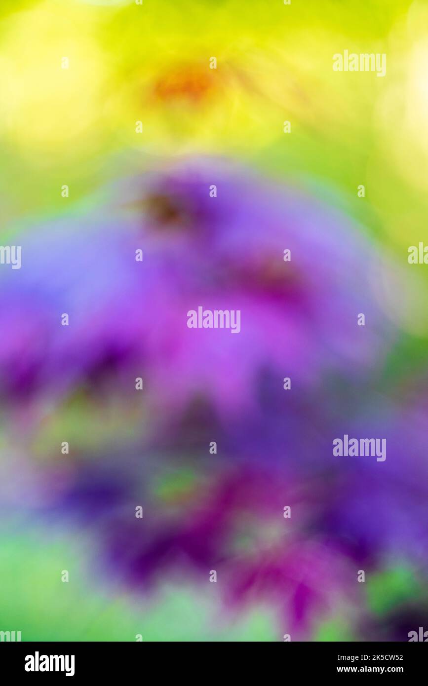 Giardino paesaggio, piante, sfocatura, bokeh, sognante, sfondo dalla natura Foto Stock