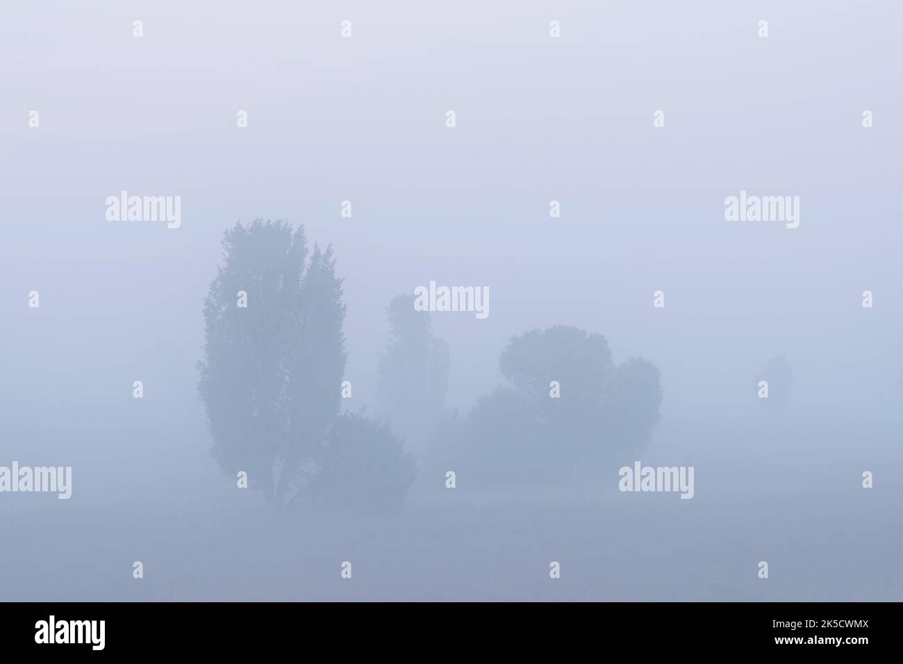 Cespugli di ginepro in fitta nebbia, Oberoher Heide, comune di Faßberg, Parco Naturale di Südheide, Lüneburg Heath, Germania, bassa Sassonia Foto Stock