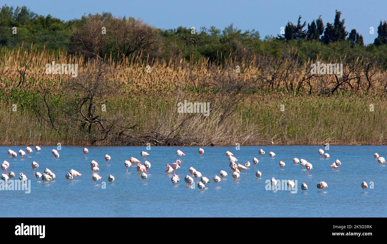 Italia, Sicilia, costa orientale, santuario degli uccelli Vendicari, gruppo di fenicotteri in piedi e che svanisce in acqua, canneti in background Foto Stock