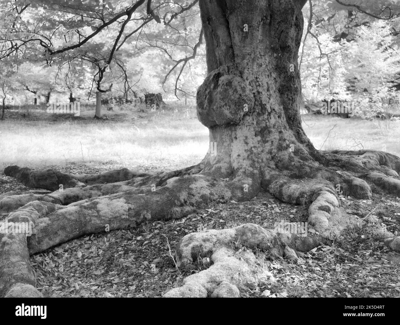 Europa, Germania, Assia, Waldecker Land, Parco Naturale Kellerwald-Edersee, Bad Wildungen, riserva naturale 'Hutewald Halloh', antico faggio di iuta (Fagus sylvatica) Foto Stock