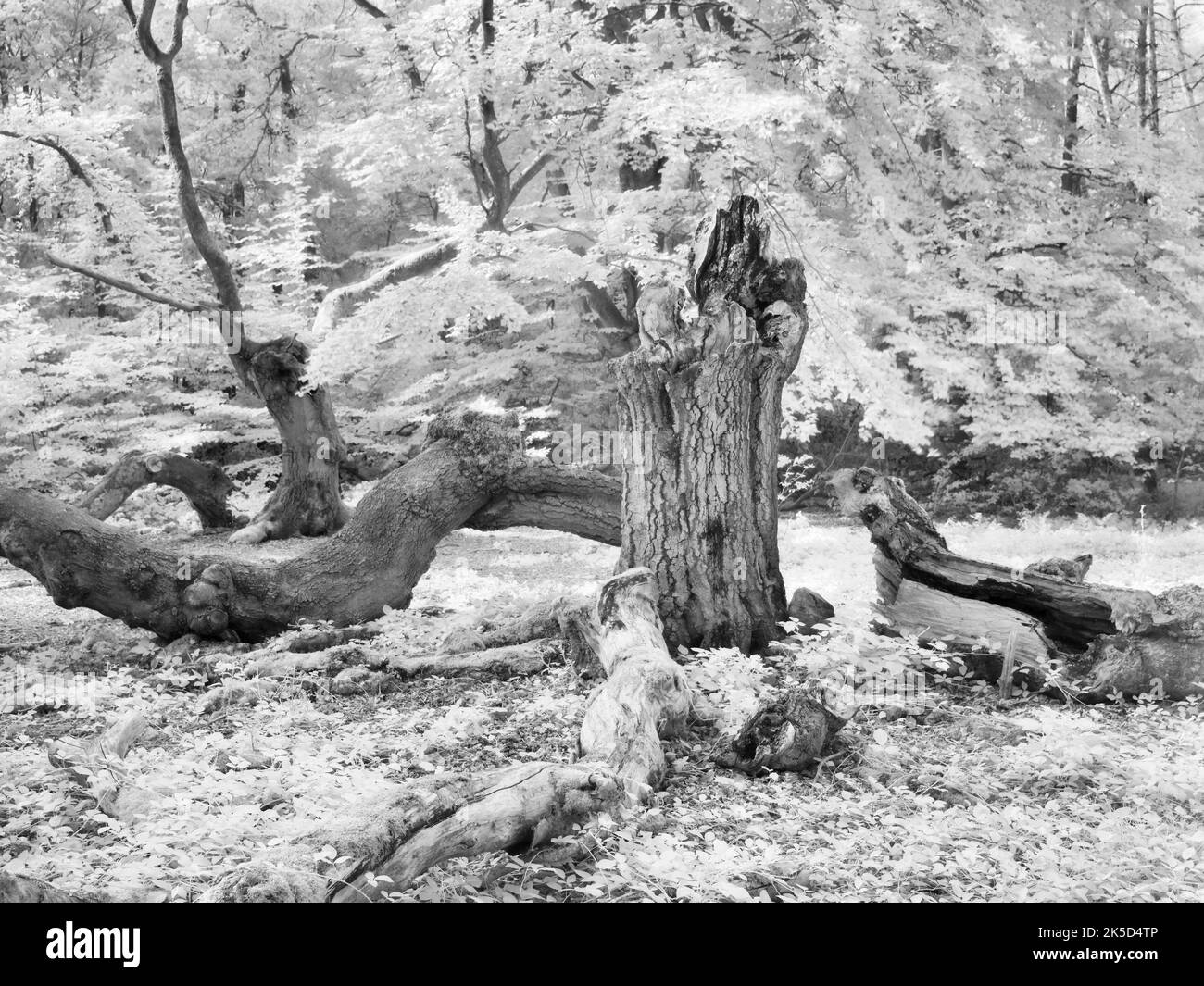 Europa, Germania, Assia, Waldecker Land, Parco Naturale Kellerwald-Edersee, Bad Wildungen, riserva naturale 'Hutewald Halloh', antico faggio di iuta (Fagus sylvatica) Foto Stock