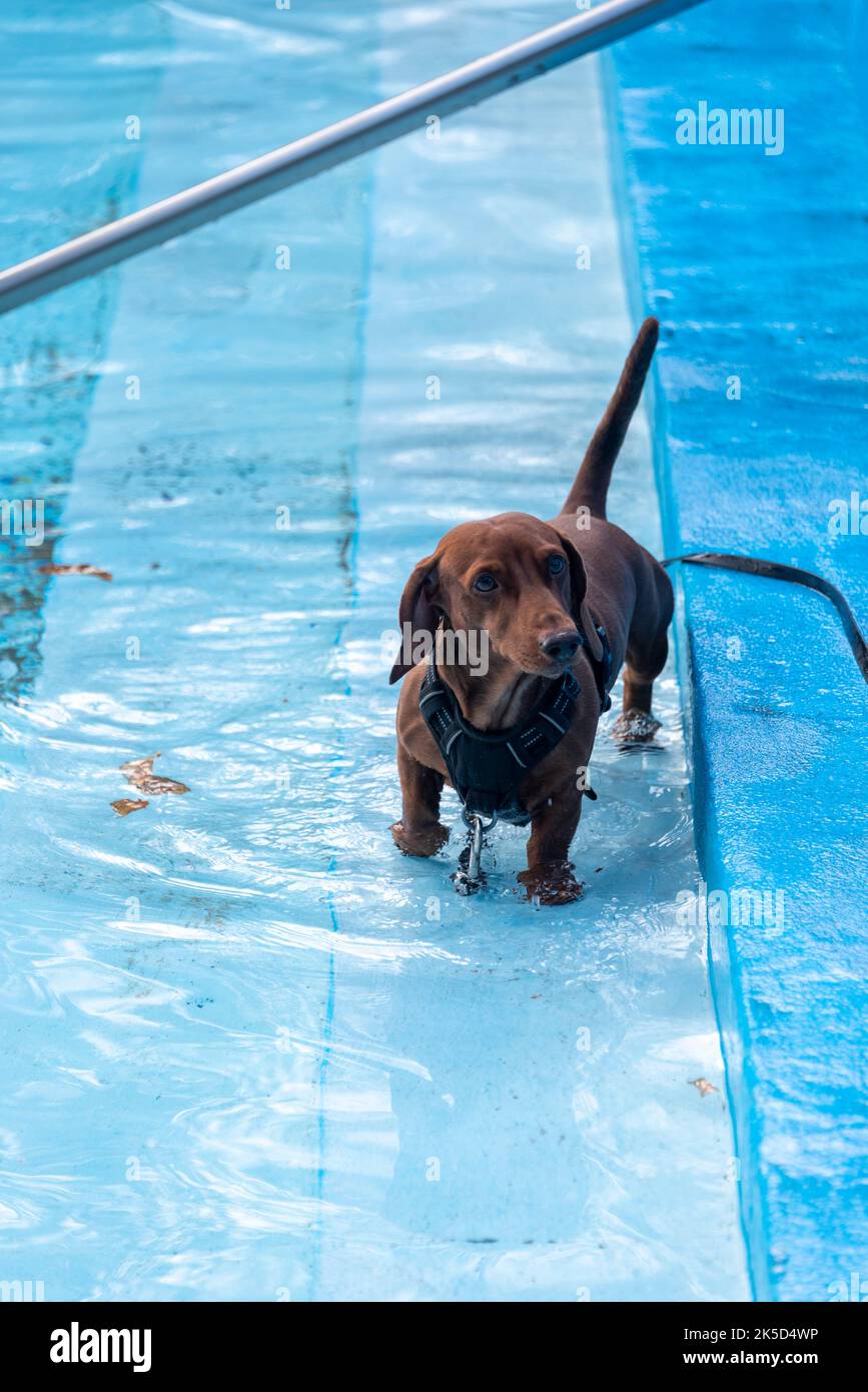 Dachshund nella piscina all'aperto, giornata di bagno con cani e cani Foto Stock