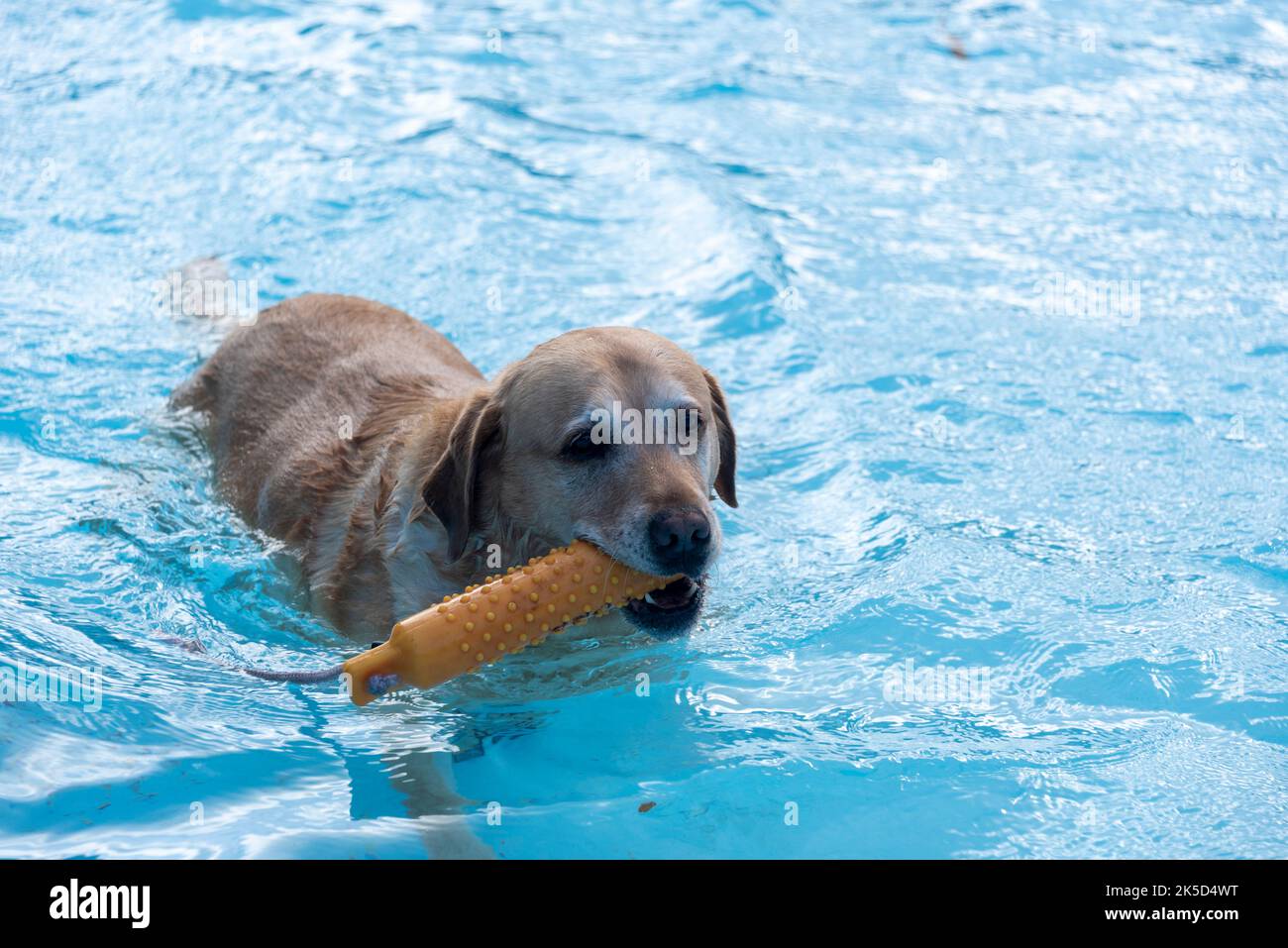 Golden Retriever con giocattolo in piscina all'aperto, cane, giorno di bagno cane, Foto Stock