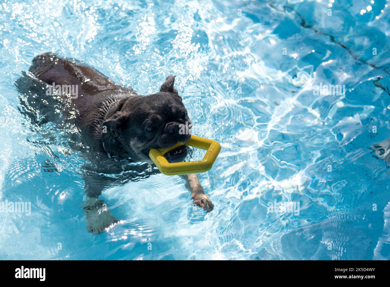 PUG con anello di dentizione in piscina all'aperto, cane, giorno di bagno cane Foto Stock