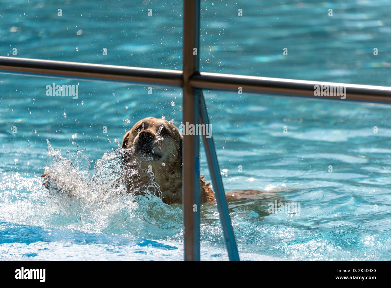 Golden Retriever calci le zampe in piscina all'aperto, cane, giorno di bagno dei cani, Foto Stock