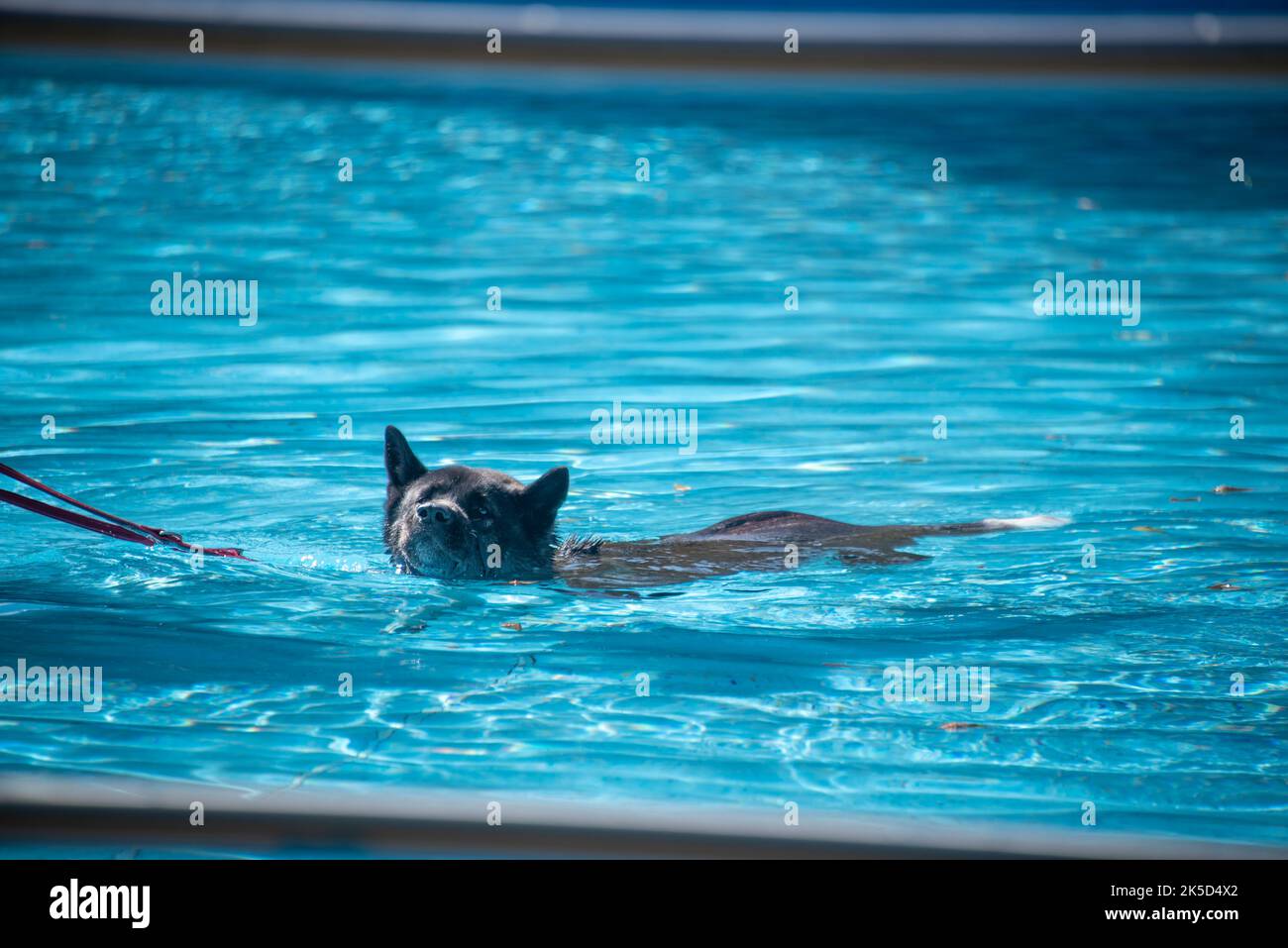 Cane da nuoto nella piscina all'aperto, giorno di nuoto per cani Foto Stock