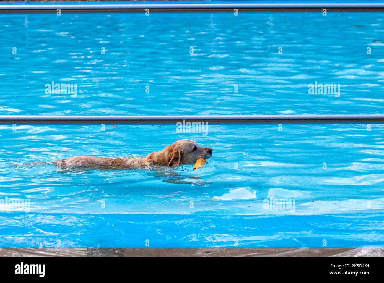 Golden Retriever con giocattolo in piscina all'aperto, cane, giorno di bagno cane, Foto Stock