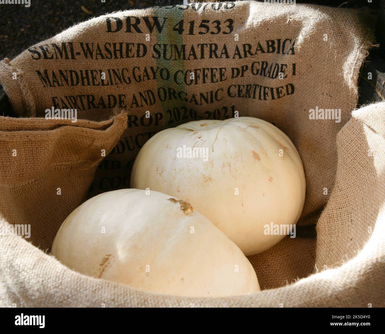 White Pumpkins in vendita presso l'Holden Clough Garden Centre, Holden, Bolton-by-Bowland, Clitheroe, Lancashire, Regno Unito, Europa Foto Stock