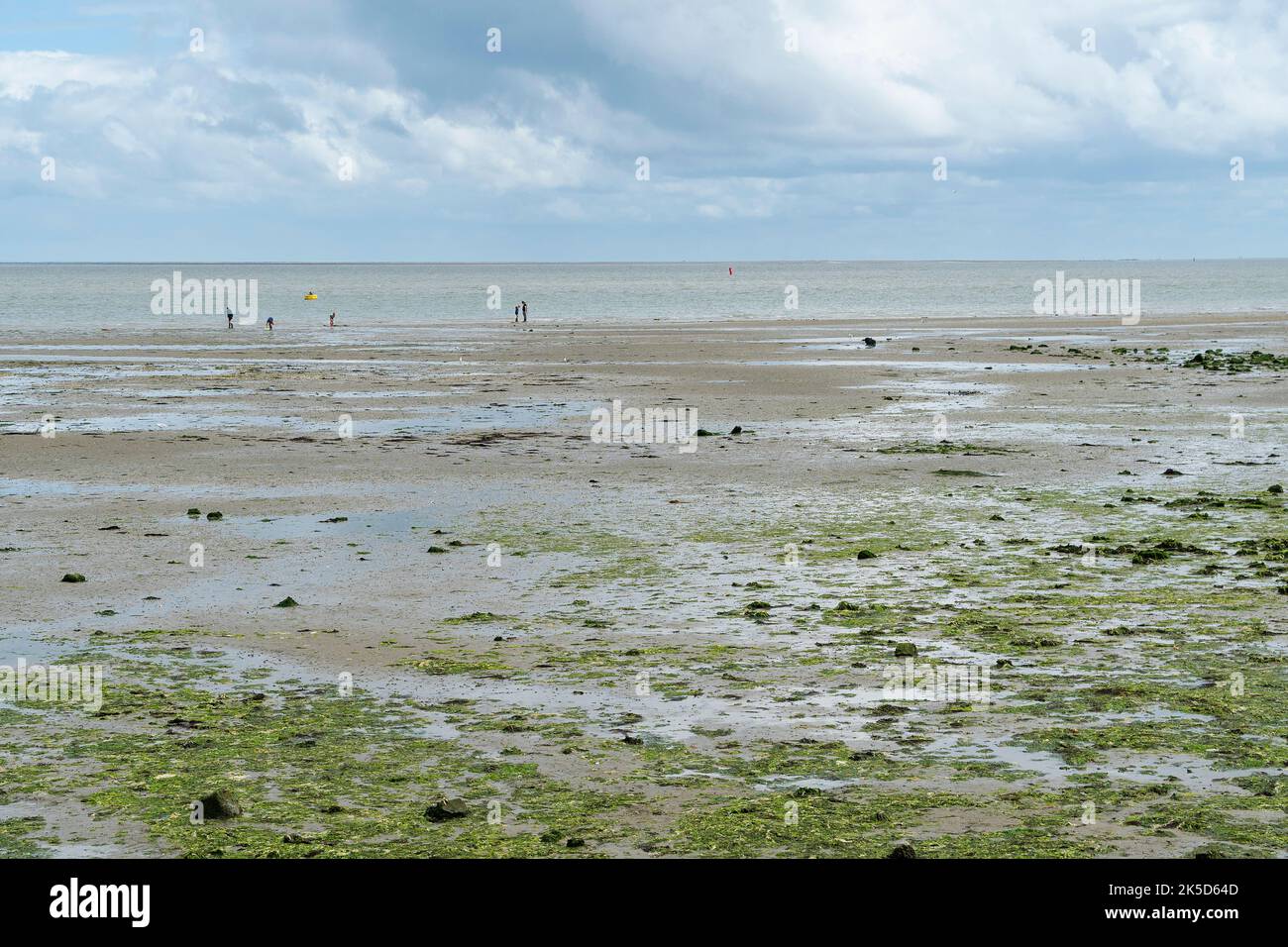 Paesi Bassi, Texel, costa orientale, Wadden Mare con bassa marea, camminatore Foto Stock