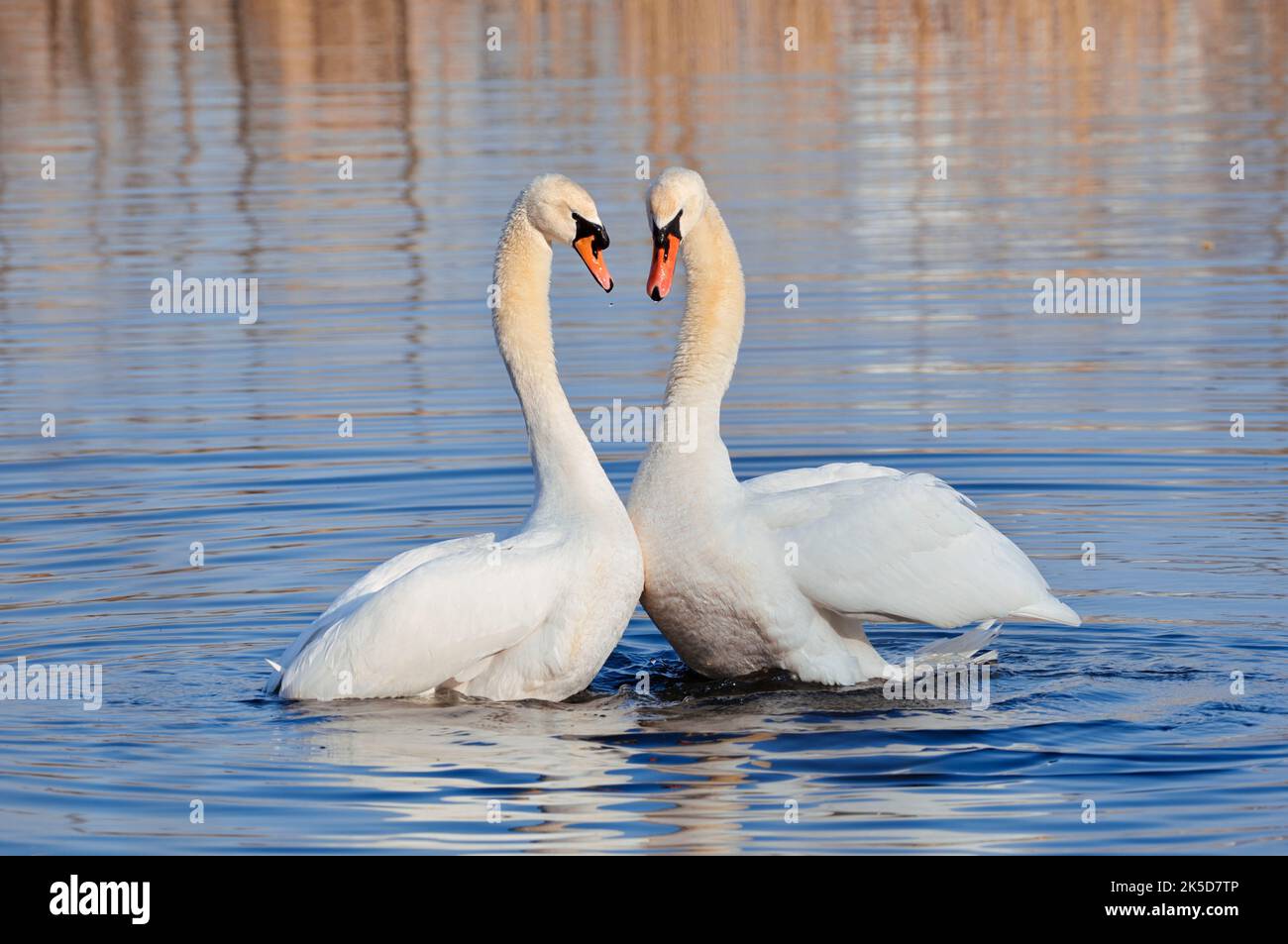Mute Swan (Cygnus olor), accoppiamento di coppia, Renania settentrionale-Vestfalia, Germania Foto Stock
