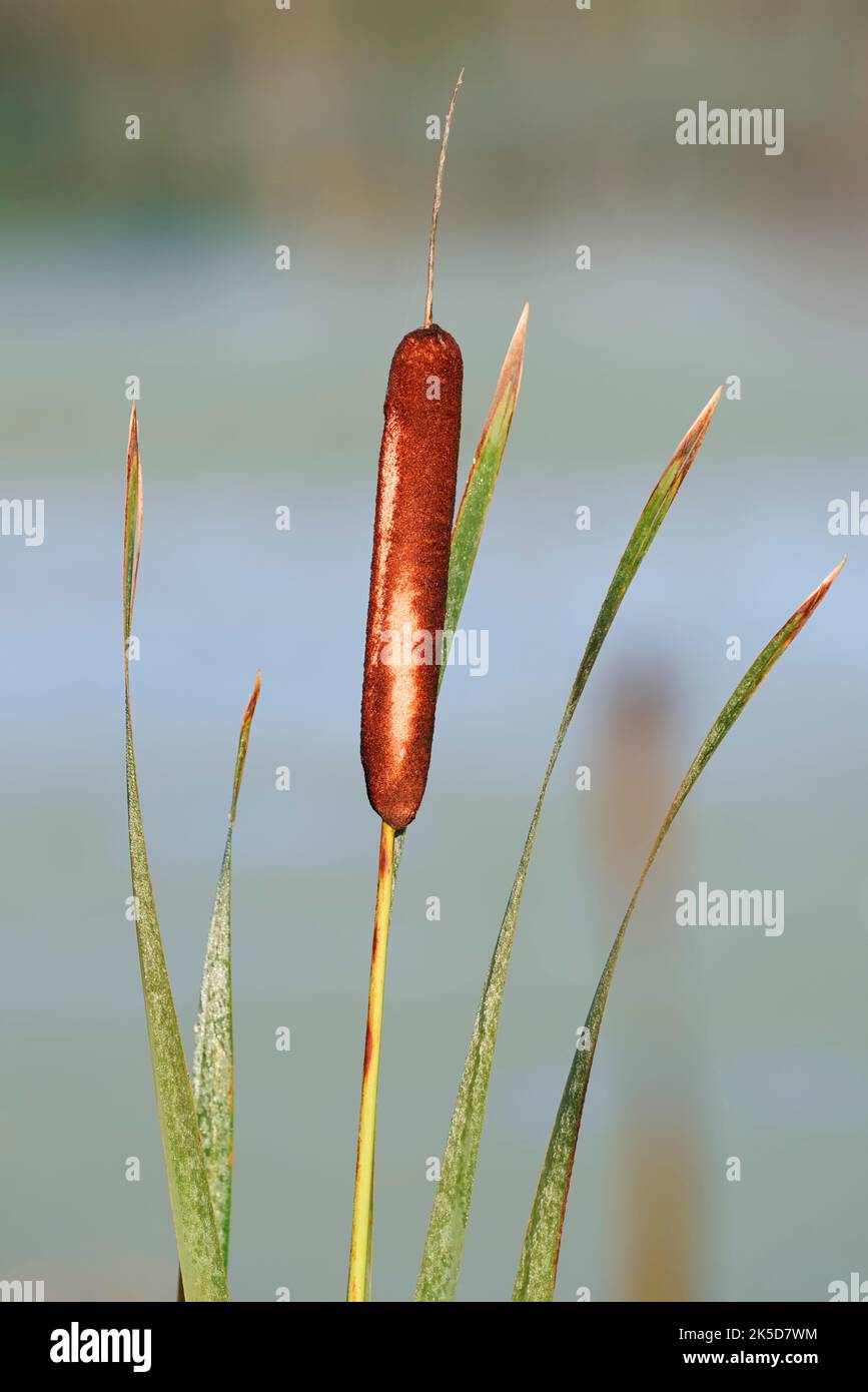 Rush a foglia larga (Typha latifolia) in autunno, Renania settentrionale-Vestfalia, Germania Foto Stock