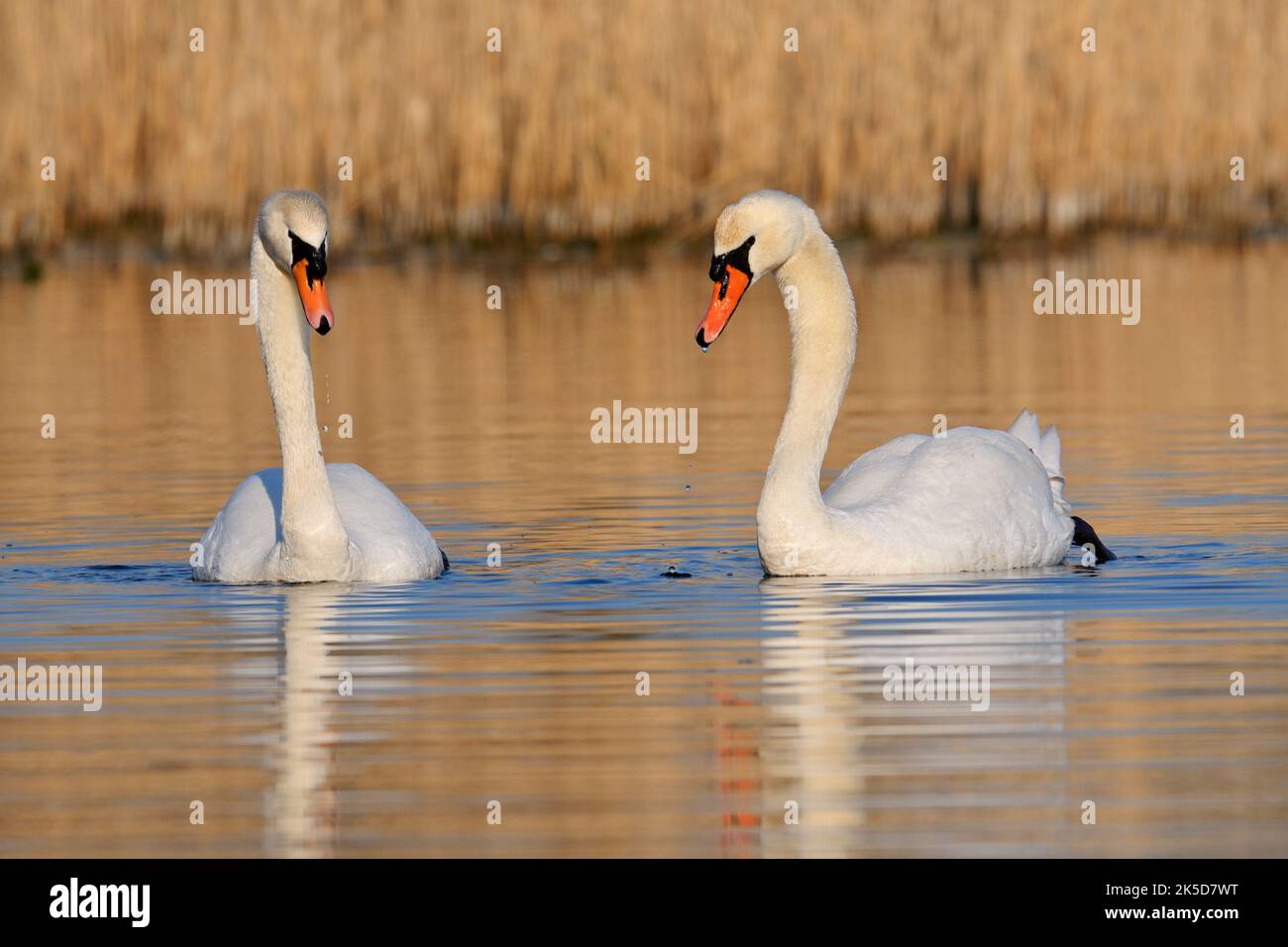 Mute Swan (Cygnus olor), coppia, Renania settentrionale-Vestfalia, Germania Foto Stock