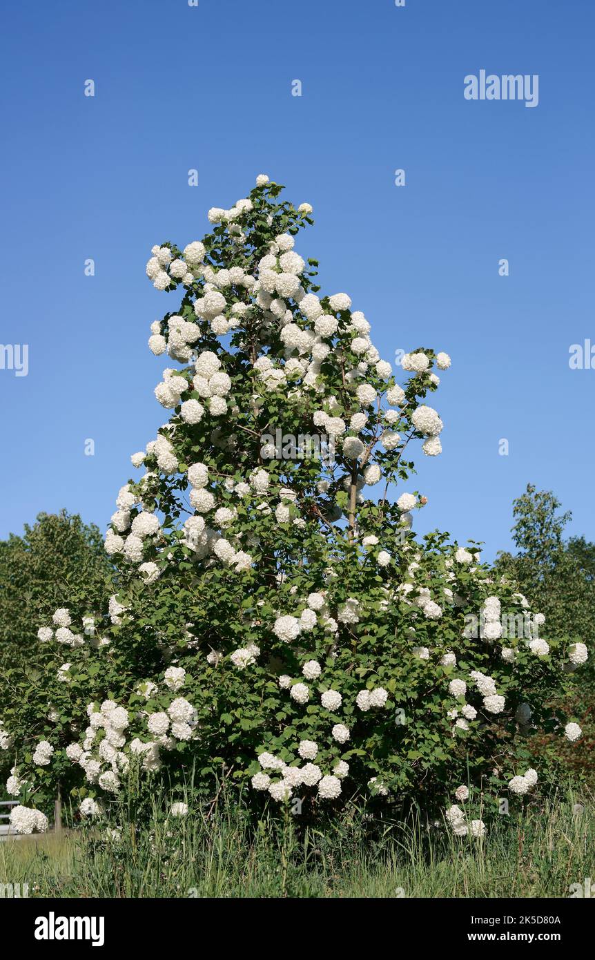 Doppia palla di neve 'Roseum' (Viburnum opulus), fioritura, Renania settentrionale-Vestfalia, Germania Foto Stock