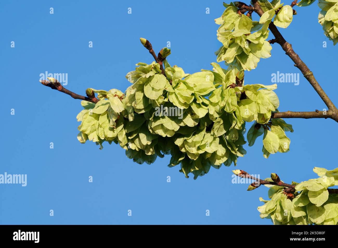 Elmo fluttering (Ulmus laevis), ramo con frutta, Renania settentrionale-Vestfalia, Germania Foto Stock