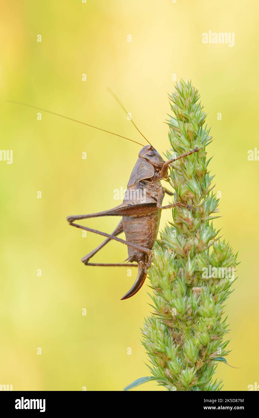 Cricket comune (Pholidoptera griseoaptera), femmina, Renania settentrionale-Vestfalia, Germania Foto Stock