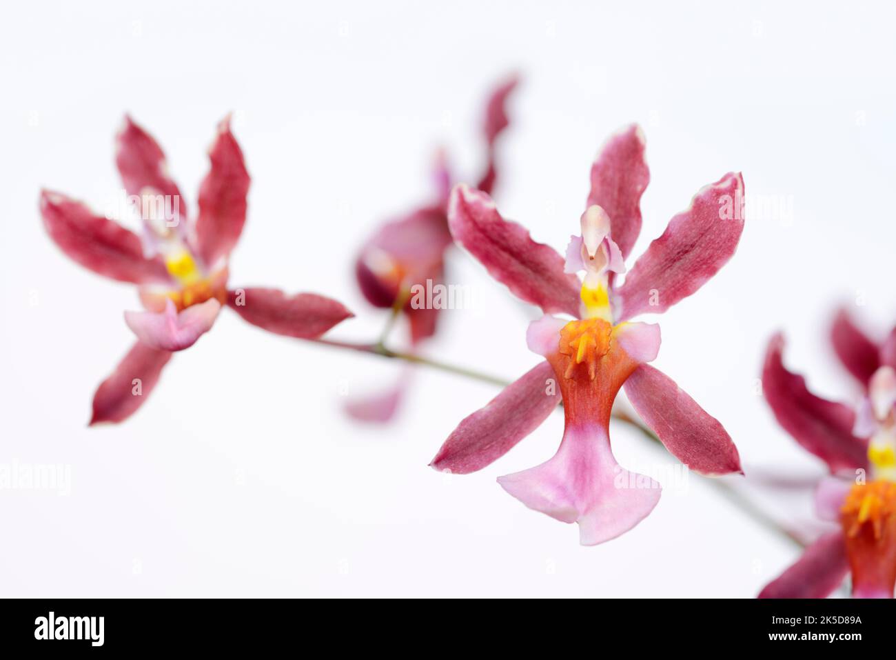 Orchidea profumata (Oncidium Kathrin Zoch), fiori, piante ornamentali Foto Stock