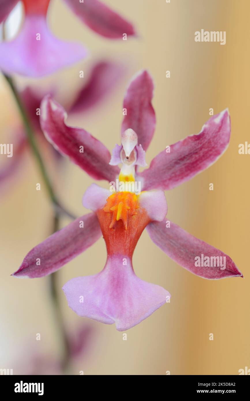 Orchidea profumata (Oncidium Kathrin Zoch), fiore, pianta ornamentale Foto Stock